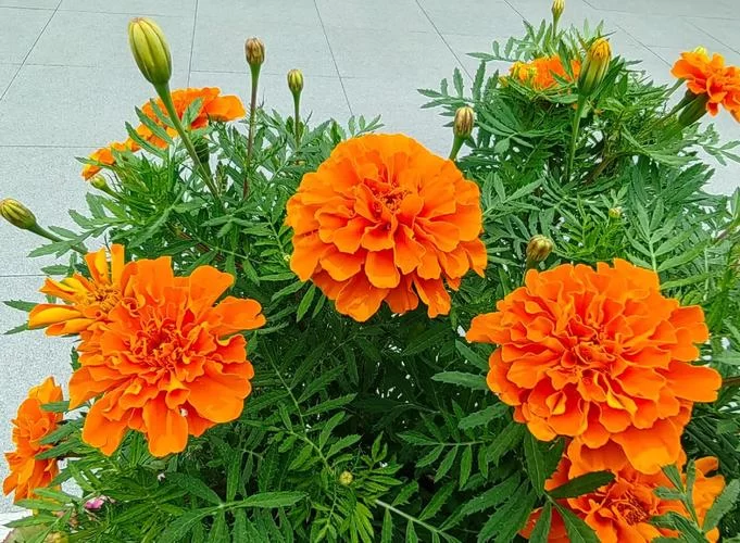 开花神器有哪些花？这8种花卉让你的花园四季如春