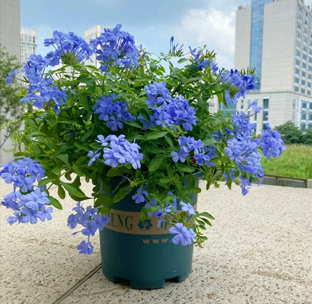 开花神器有哪些花？这8种花卉让你的花园四季如春