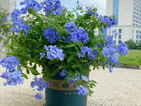 开花神器有哪些花？这8种花卉让你的花园四季如春