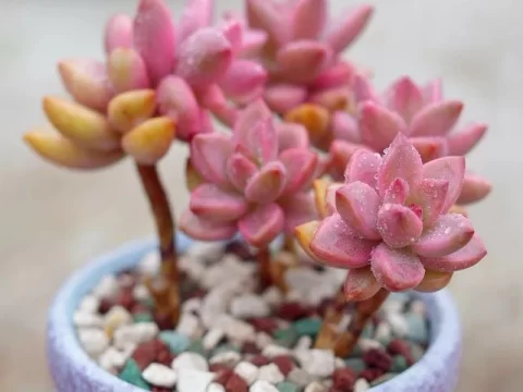 姬胧月用深盆还是浅盆？养护专家为你解答
