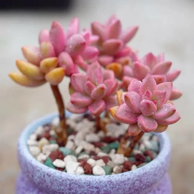 姬胧月用深盆还是浅盆?养护专家为你解答