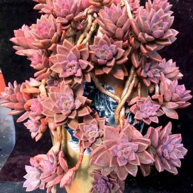 姬胧月用深盆还是浅盆?养护专家为你解答