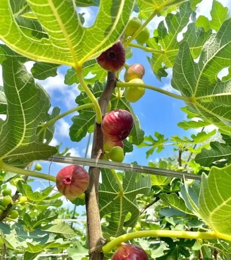无花果剪枝秘诀:找准时间用对方法,果子多到压弯枝!