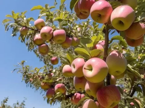 南方可以种苹果树吗？打破地域认知的种植指南