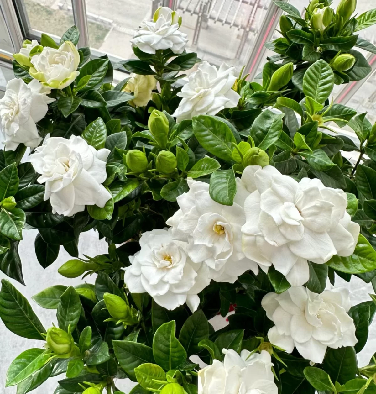 牡丹栀子花：优雅香气背后的栽培秘诀
