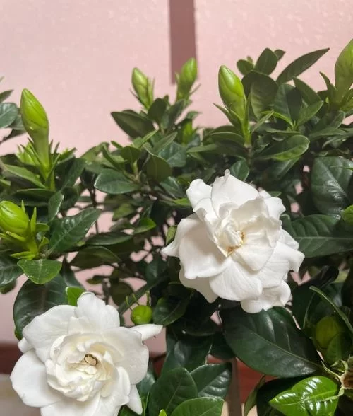 牡丹栀子花：优雅香气背后的栽培秘诀