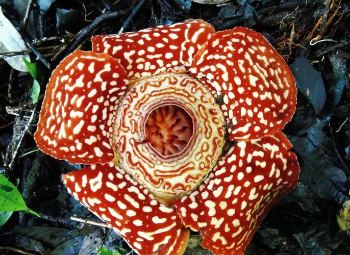 探秘世界上最大的花：大王花