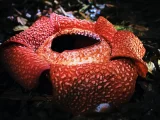 探秘世界上最大的花：大王花