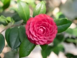 云南五朵金花：山茶、杜鹃、木兰、报春与龙胆的芬芳传奇