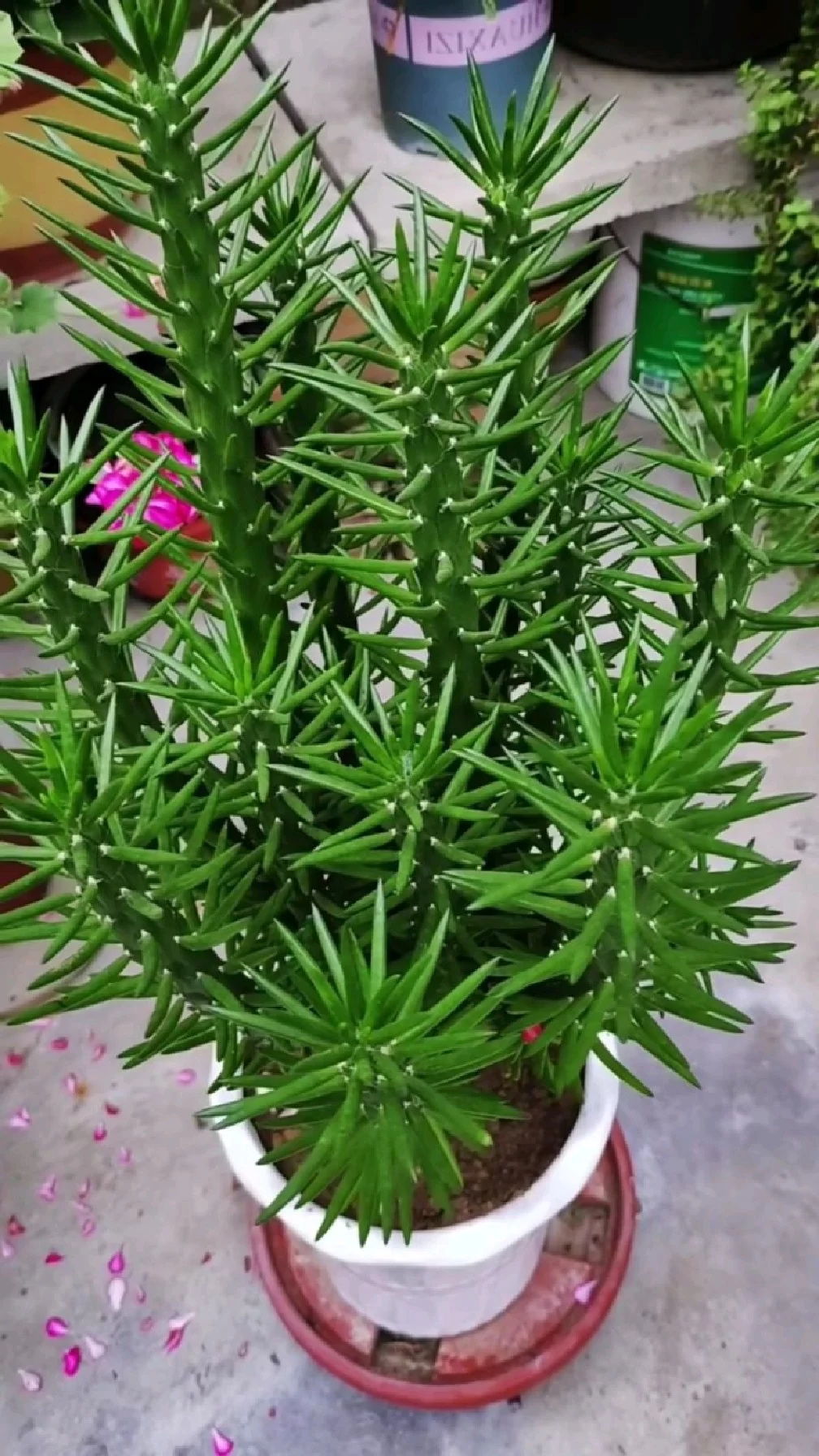 小心这些有毒的仙人掌：认识那些带刺的危险植物