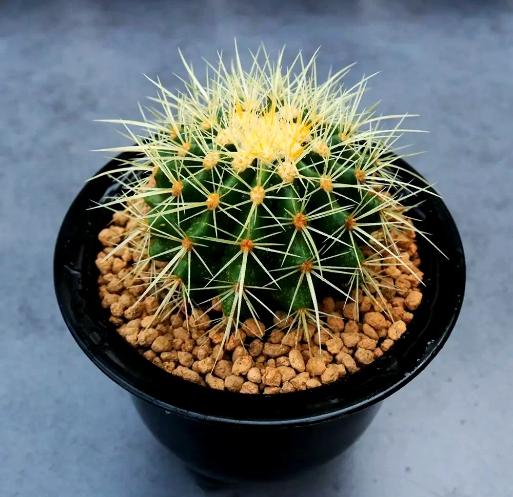小心这些有毒的仙人掌：认识那些带刺的危险植物