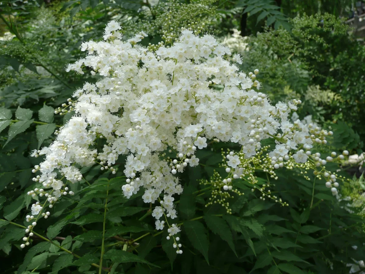 珍珠梅叶子发黄别慌张！教你几招“对症下药”，轻松让它重焕生机
