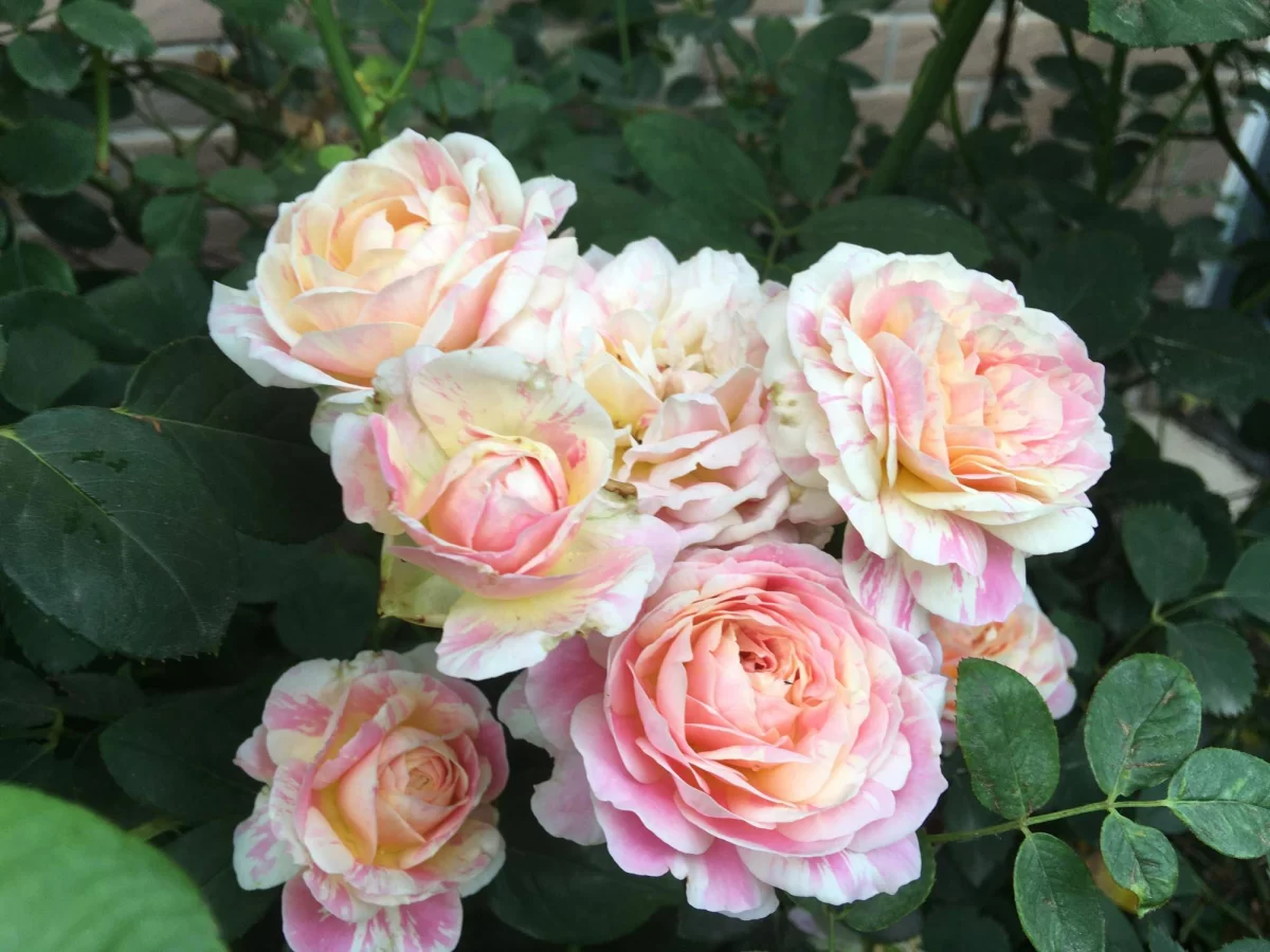 月季花常见虫害及防治方法