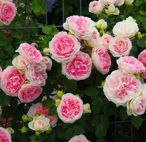 月季花常见虫害及防治方法