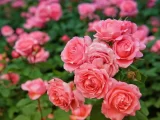 月季花常见虫害及防治方法