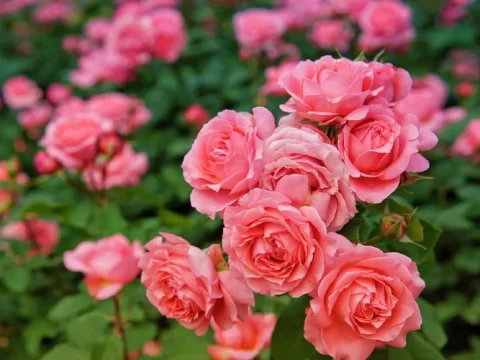 月季花常见虫害及防治方法