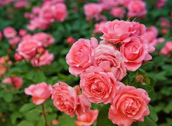 月季花常见虫害及防治方法