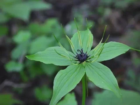 重楼盆栽种植可以不？手把手教你轻松种好重楼