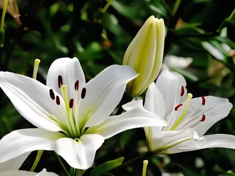 百合种植方法详解：从新手到高手的全攻略