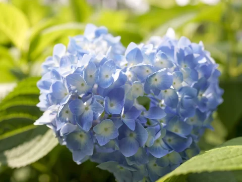 会变颜色的花有哪些？探索大自然中的神奇调色板
