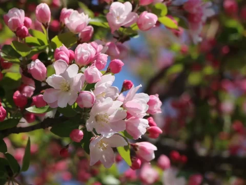 海棠花怎么养护和浇水？新手也能学会的全面指南