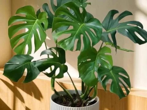 不见阳光的室内适合养什么植物？8 种耐阴绿植清单，新手也能养爆盆