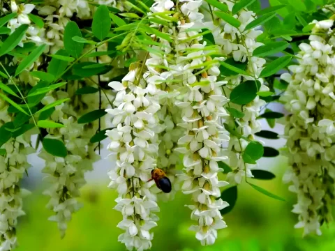 槐花的花语是什么？带你读懂槐花背后的美好寓意