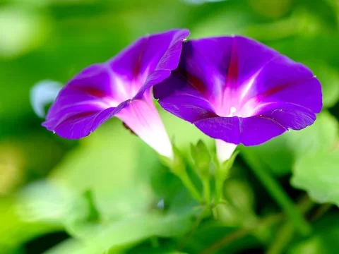 牵牛花花语大全：不同颜色藏深意，养护技巧一文掌握