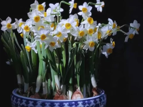 水培水仙花开完花还能养吗？这样做来年再绽芬芳
