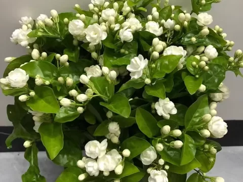 茉莉花可以水培养吗？当然可以！手把手教你水培茉莉，满屋清香不是梦