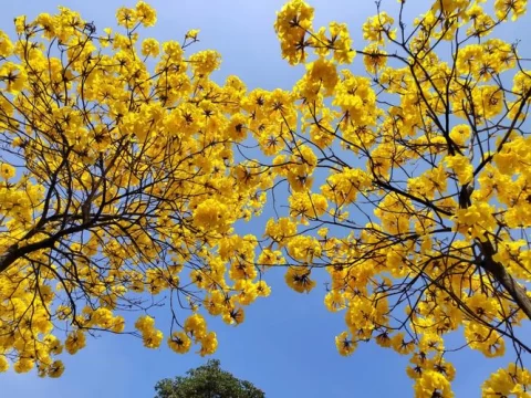 春日里的黄金盛宴：黄花风铃木花期全揭秘