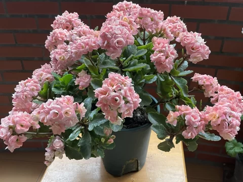 长寿花土壤酸性还是碱性？搞懂这点，开花多又旺！