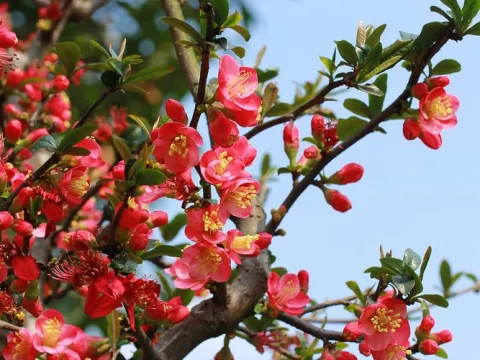皱皮木瓜海棠花养护全攻略：花开繁盛的秘诀