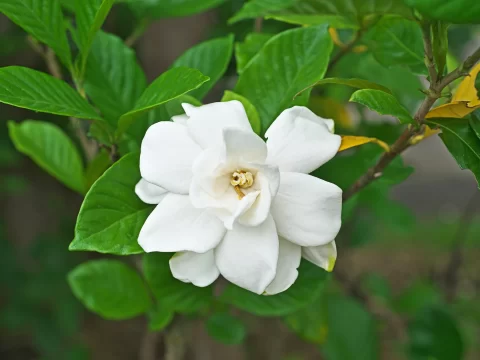 桅子花黄叶别慌张！从“黄脸”到“绿油油”，手把手教你对症下药