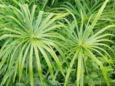 风车草怎么养？掌握 6 个养殖方法 + 4 个注意事项，新手也能养爆盆