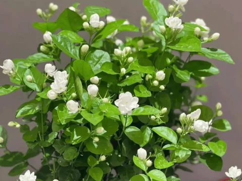 茉莉花移栽后多久“活过来”？看懂这些信号，新手也能轻松判断