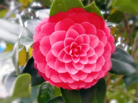 茶花选购指南：这三种茶花品种请谨慎选择