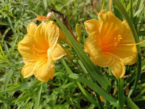 精选10种多年生草本花卉：打造低维护的四季花园