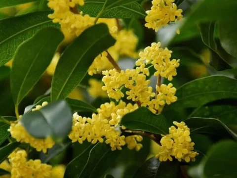 四季桂花的养殖方法和注意事项