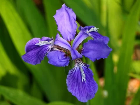 永不褪色的绚烂：鸢尾花的千年花语密码
