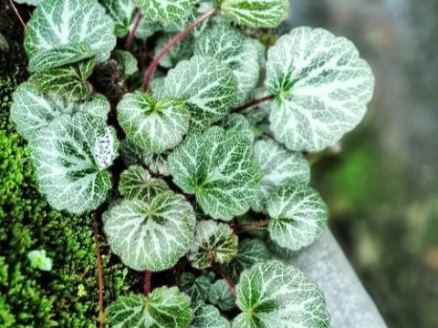 家里为什么不能养虎耳草？这几点原因你可能没想到