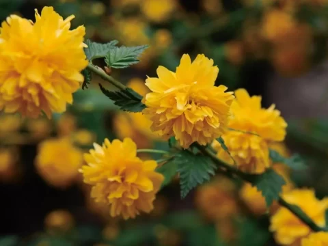 棣棠花一年开几次花？揭秘它独特的开花习性