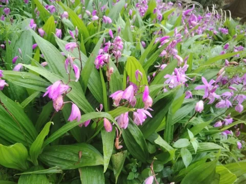 白芨的生长环境要求：轻松掌握种植关键点