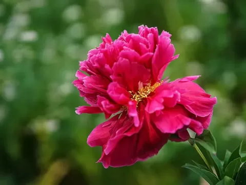 芍药品种排名第一名竟是它！金带围凭什么稳坐榜首？