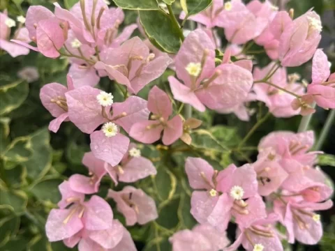 小斑叶丽人三角梅：开花勤快的阳台明星