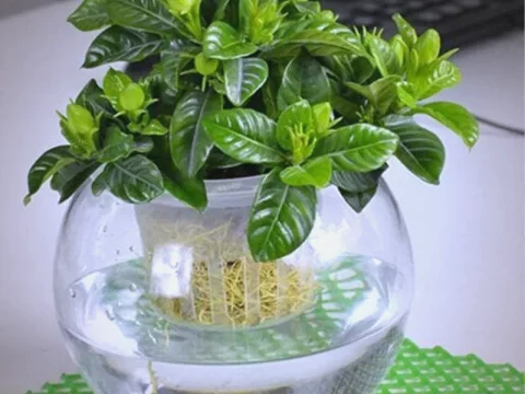 栀子花水培种植全攻略：在家轻松水培，花香满屋！