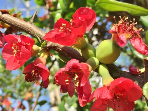 木瓜海棠耐寒多少度？零下25℃也能枝繁花茂的秘诀