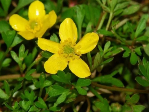 猫爪草什么时候开花？抓住这抹春日“小金黄”的最佳时机！