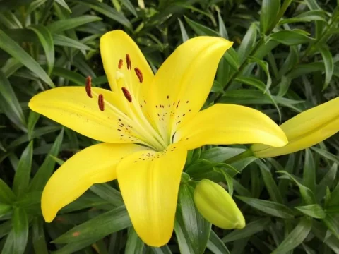百合花开完以后怎么处理？做好这3步，明年还能爆花更惊艳