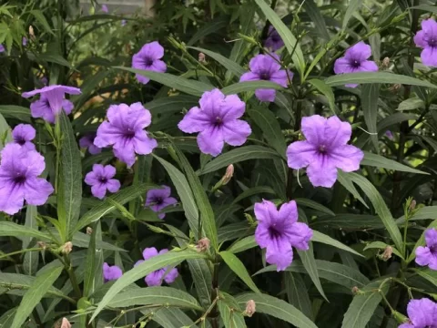 蓝花草的花语：希望与坚韧，在平凡中绽放的生命力
